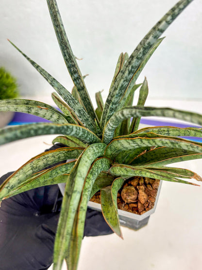 Sansevieria Be Bright (ca2) (12) | Imported House Plant