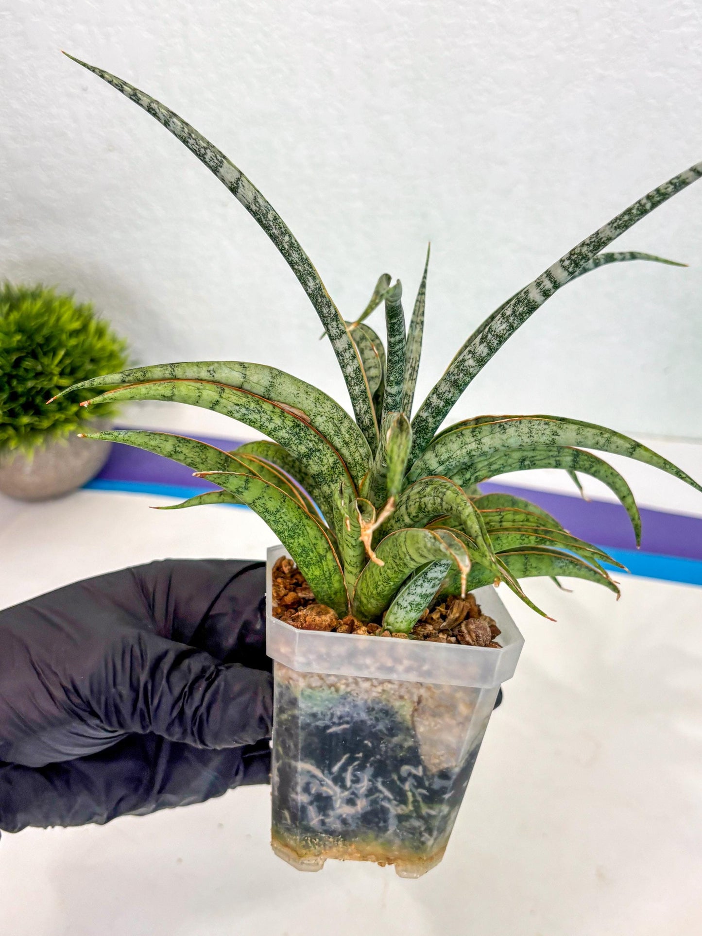 Sansevieria Be Bright (ca2) (12) | Imported House Plant