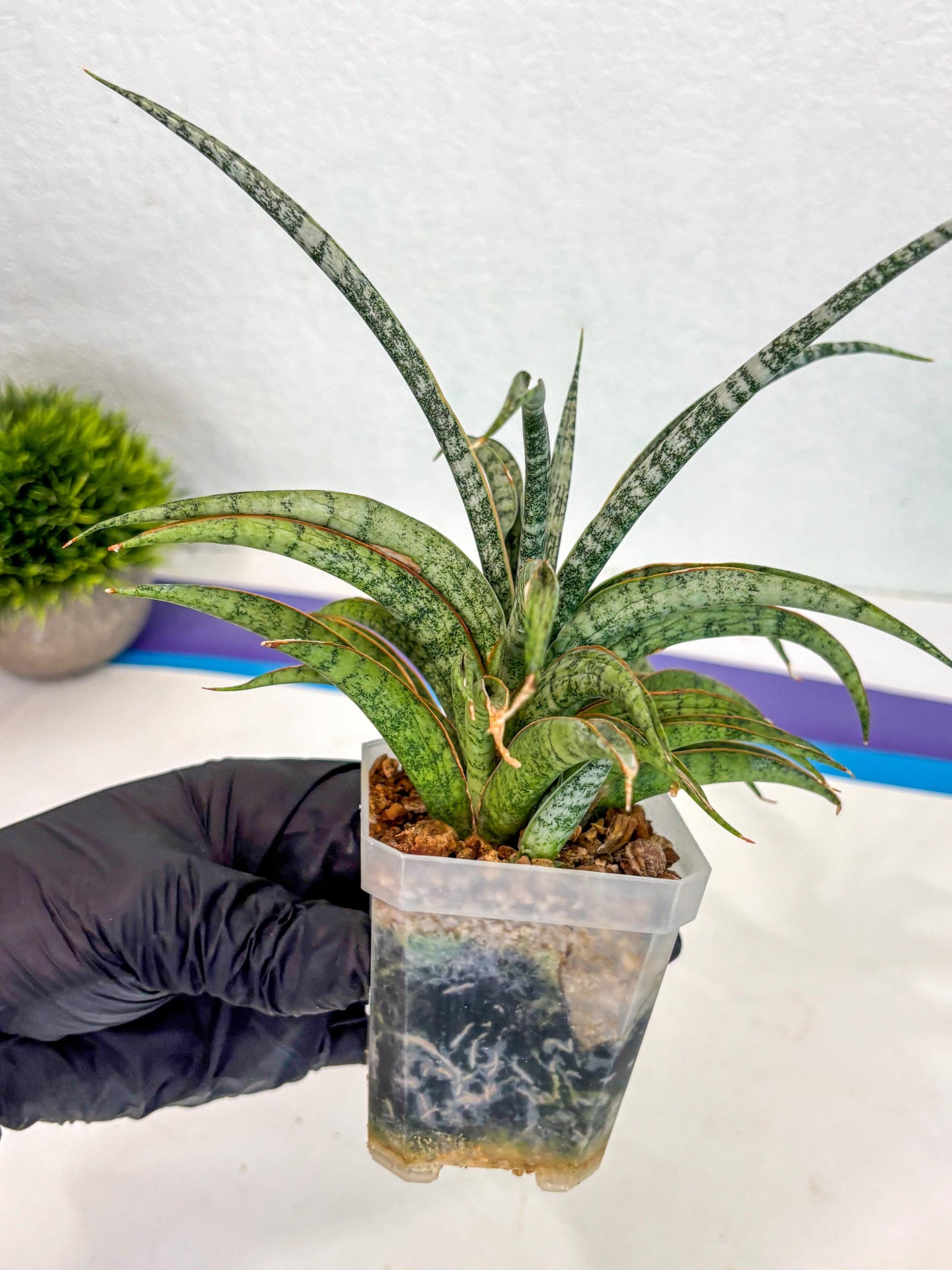 Sansevieria Be Bright (ca2) (12) | Imported House Plant