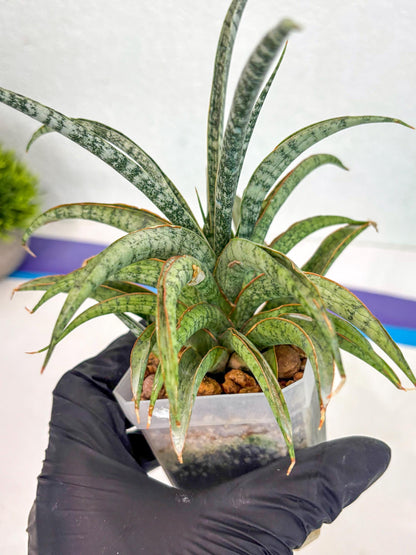 Sansevieria Be Bright (ca2) (12) | Imported House Plant