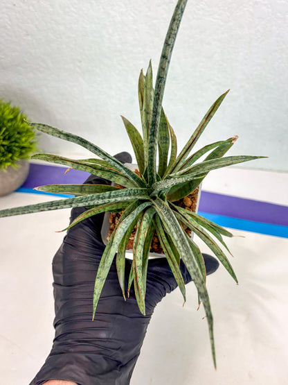 Sansevieria Be Bright (ca2) (12) | Imported House Plant