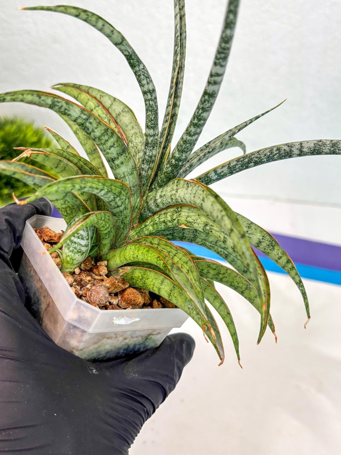 Sansevieria Be Bright (ca2) (12) | Imported House Plant