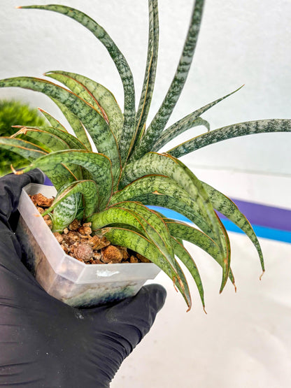 Sansevieria Be Bright (ca2) (12) | Imported House Plant