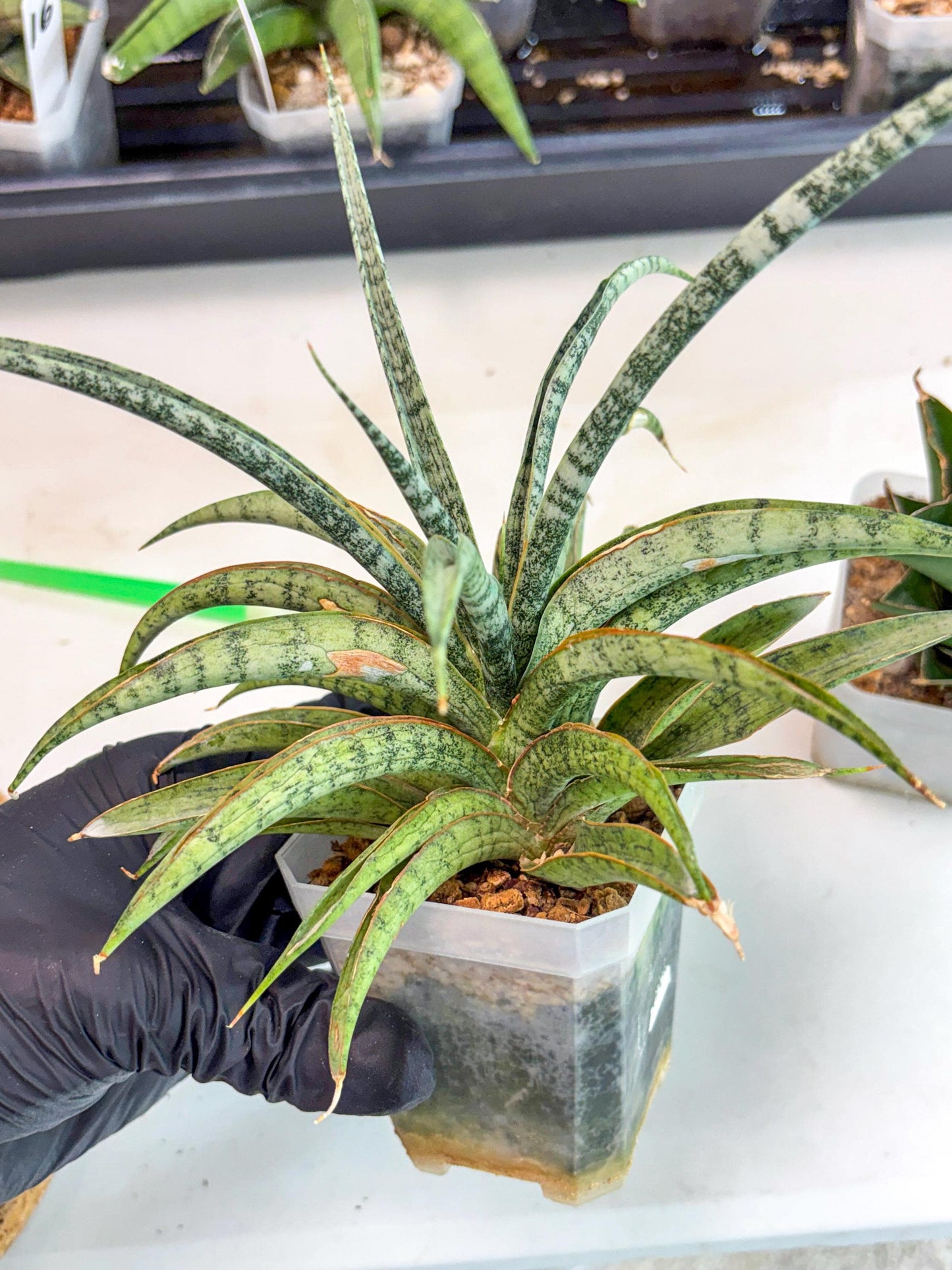 Sansevieria Be Bright (ca2) (12) | Imported House Plant