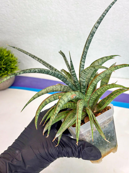 Sansevieria Be Bright (ca2) (12) | Imported House Plant