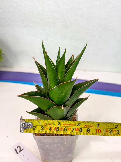 Sansevieria Tower Blue (ca2) (12) | Rare Plant