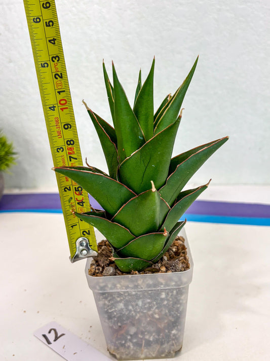Sansevieria Tower Blue (ca2) (12) | Rare Plant
