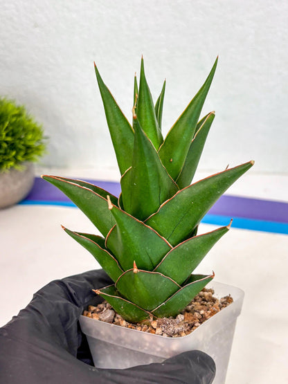 Sansevieria Tower Blue (ca2) (12) | Rare Plant