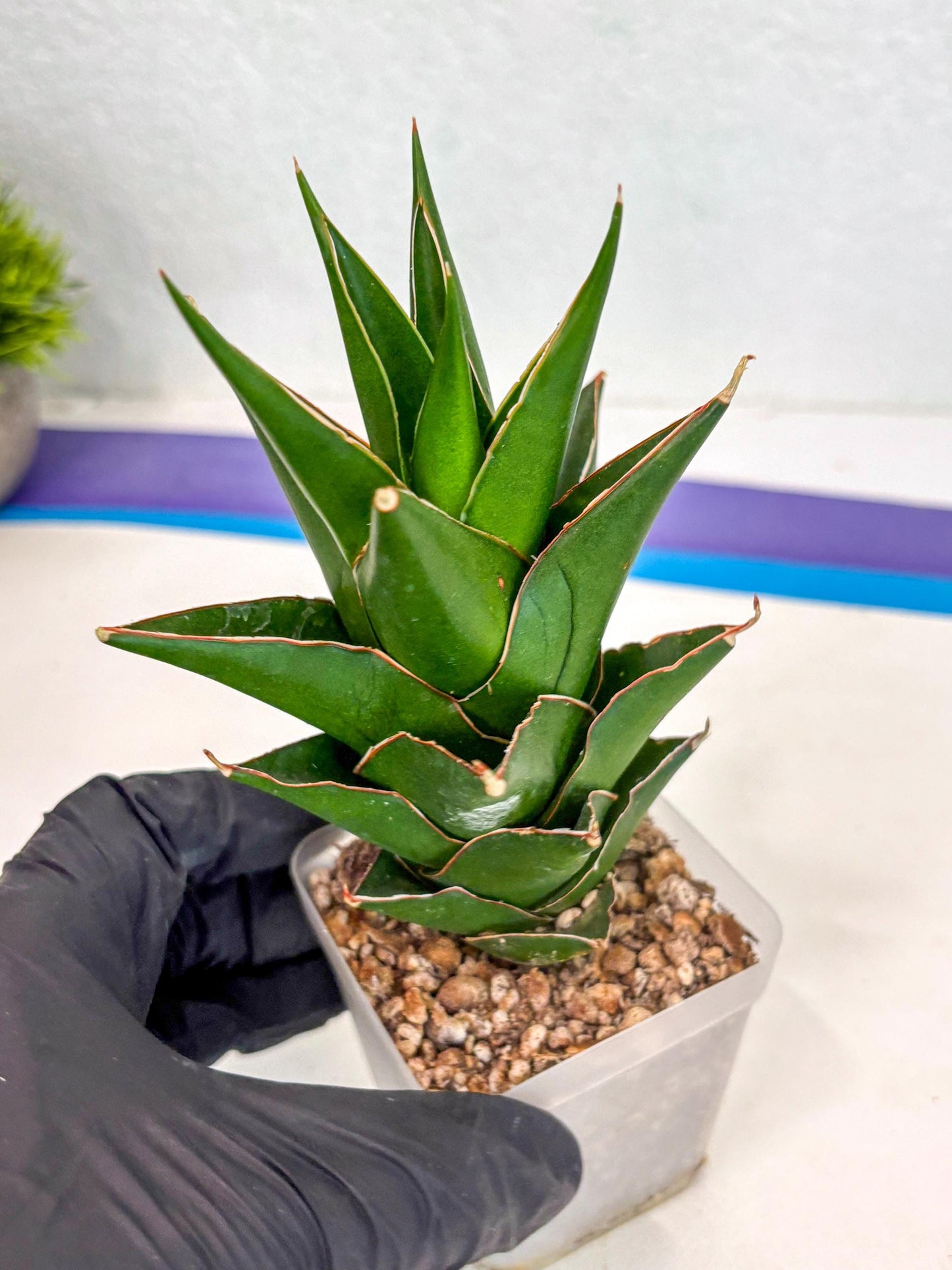 Sansevieria Tower Blue (ca2) (12) | Rare Plant