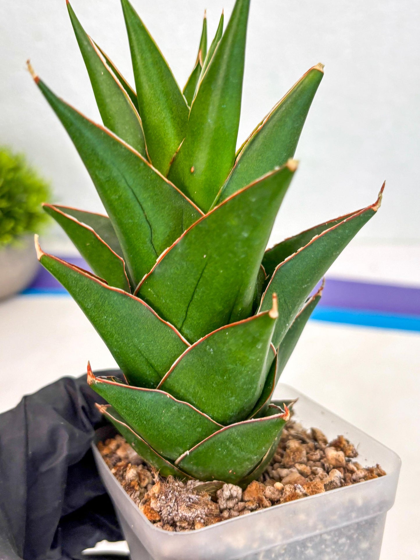 Sansevieria Tower Blue (ca2) (12) | Rare Plant