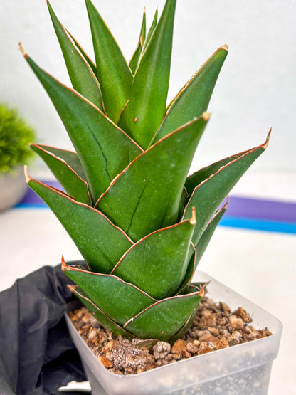 Sansevieria Tower Blue (ca2) (12) | Rare Plant
