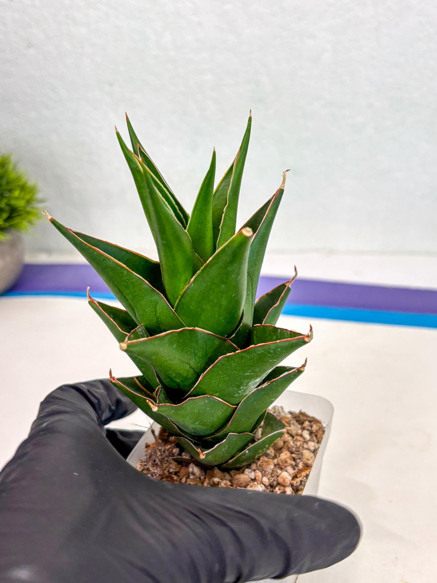Sansevieria Tower Blue (ca2) (12) | Rare Plant