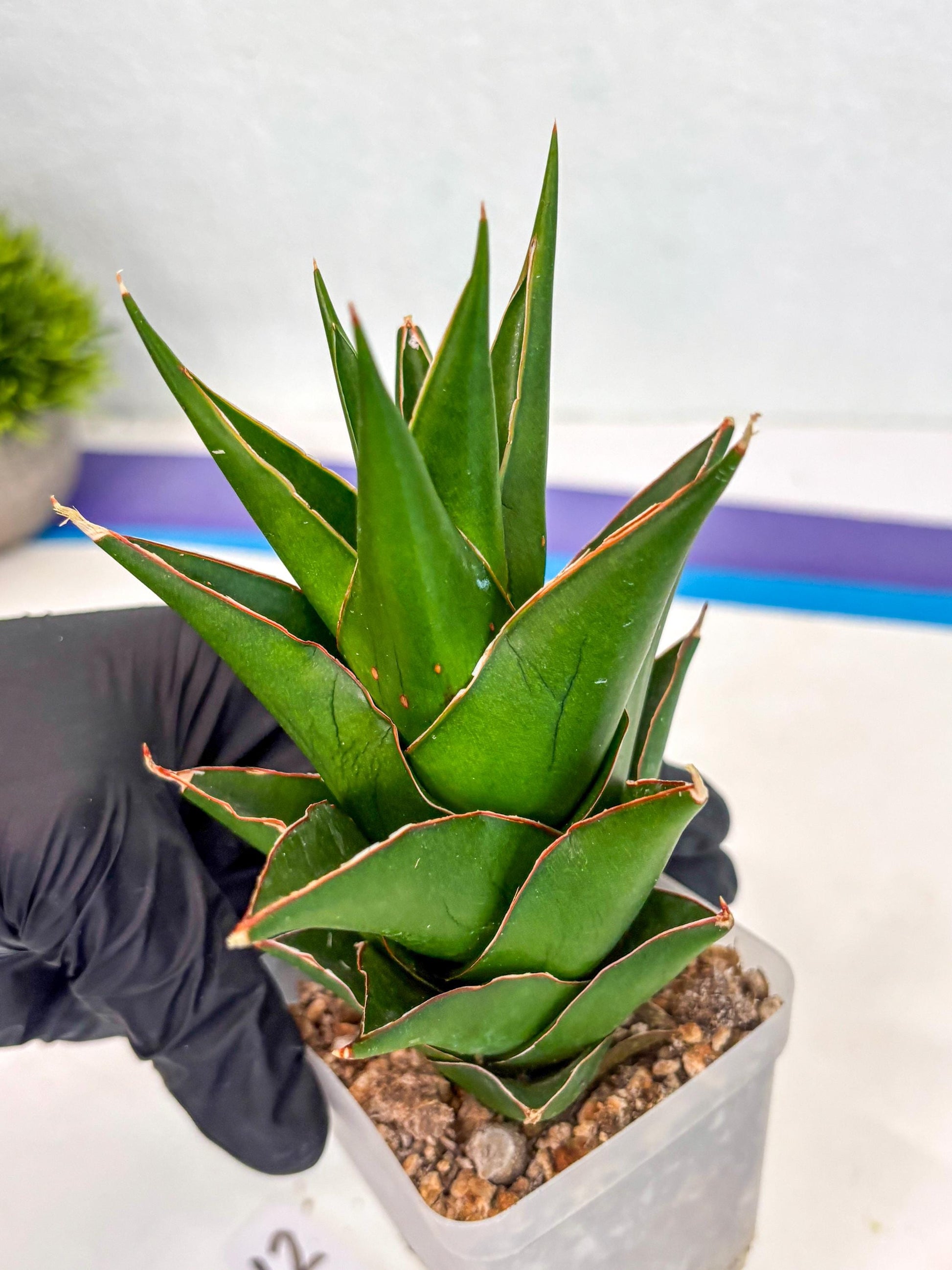 Sansevieria Tower Blue (ca2) (12) | Rare Plant