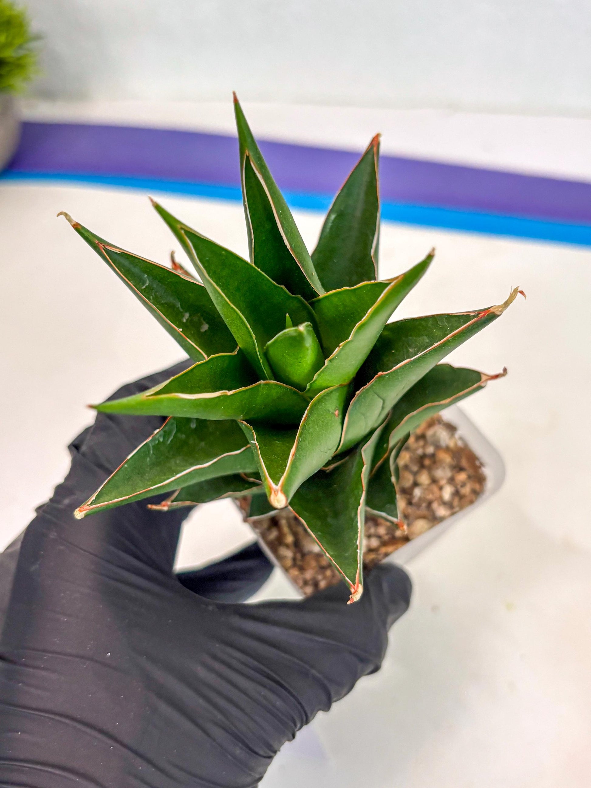 Sansevieria Tower Blue (ca2) (12) | Rare Plant