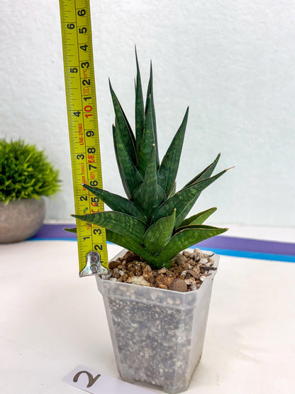 Sansevieria Boi Boi (ca3) (2) | Rare Import