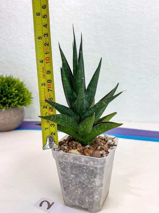 Sansevieria Boi Boi (ca3) (2) | Rare Import