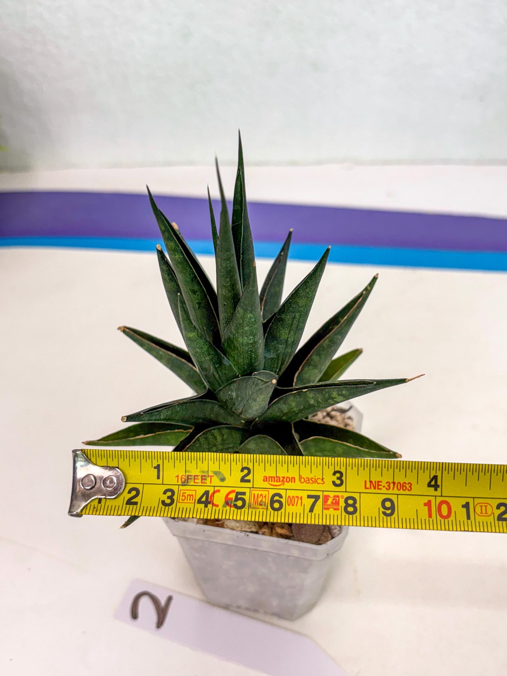 Sansevieria Boi Boi (ca3) (2) | Rare Import