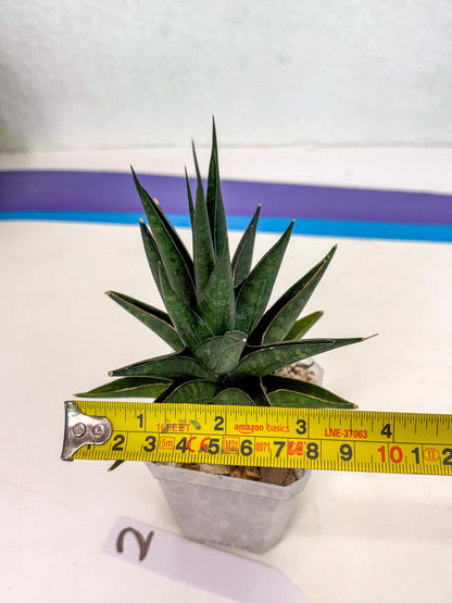 Sansevieria Boi Boi (ca3) (2) | Rare Import