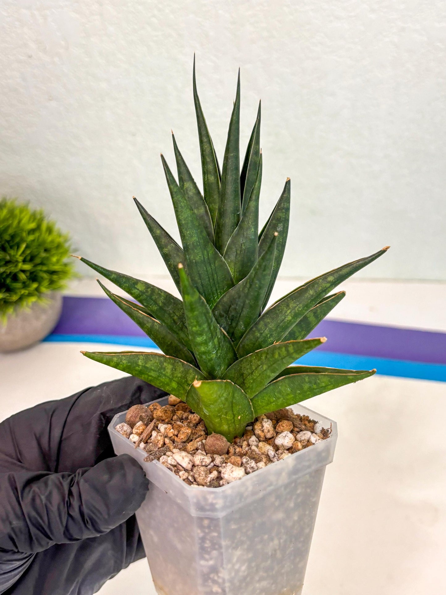 Sansevieria Boi Boi (ca3) (2) | Rare Import