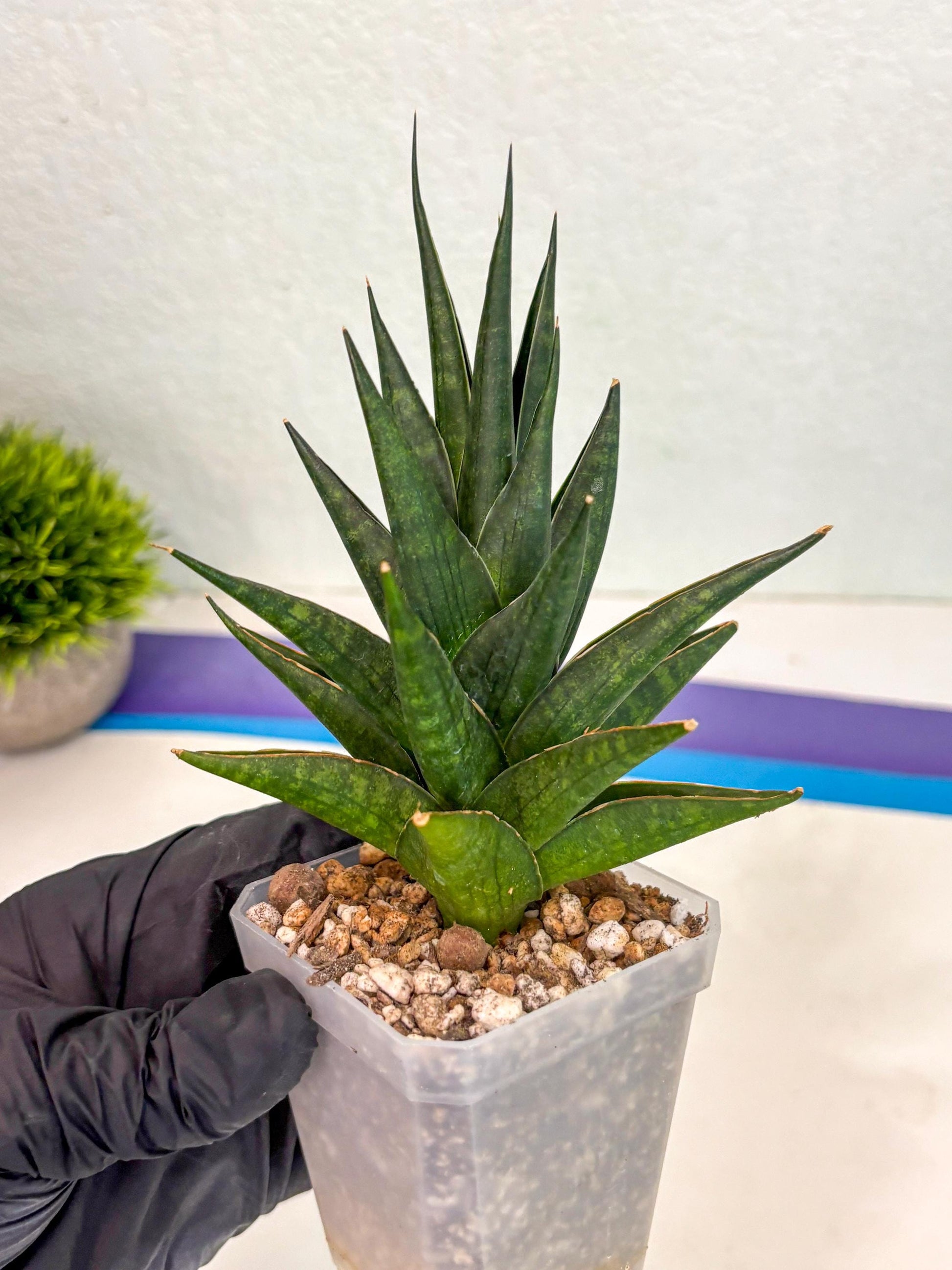 Sansevieria Boi Boi (ca3) (2) | Rare Import