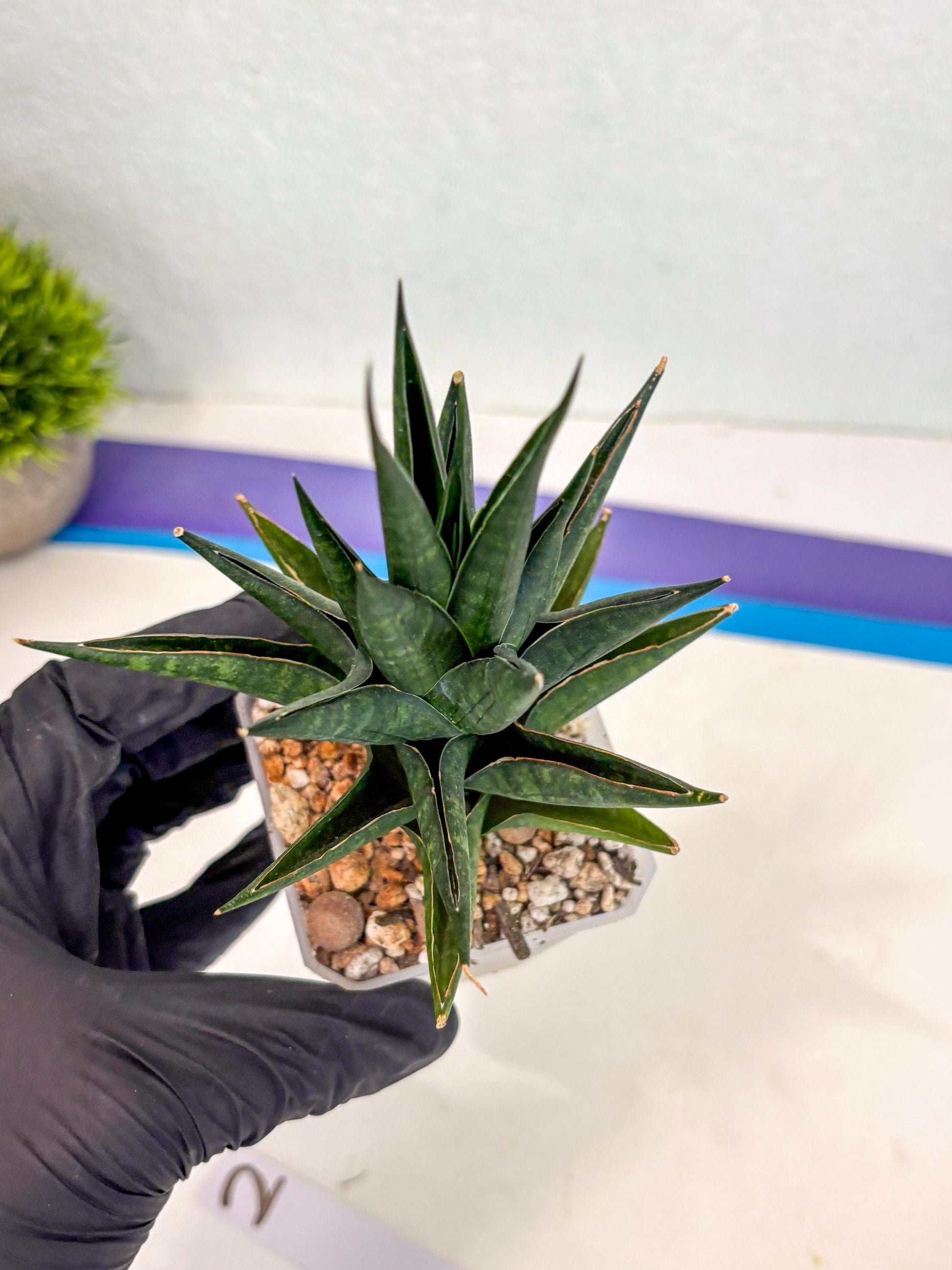 Sansevieria Boi Boi (ca3) (2) | Rare Import