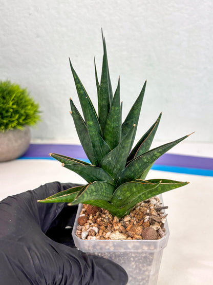 Sansevieria Boi Boi (ca3) (2) | Rare Import