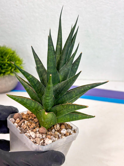 Sansevieria Boi Boi (ca3) (2) | Rare Import