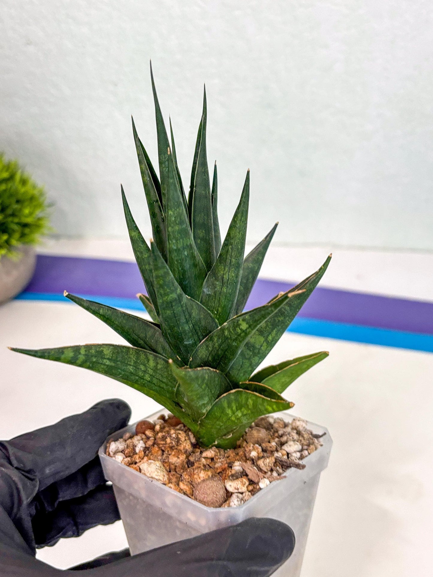 Sansevieria Boi Boi (ca3) (2) | Rare Import