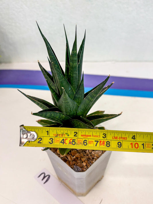 Sansevieria Boi Boi (ca3) (3) | Rare Import