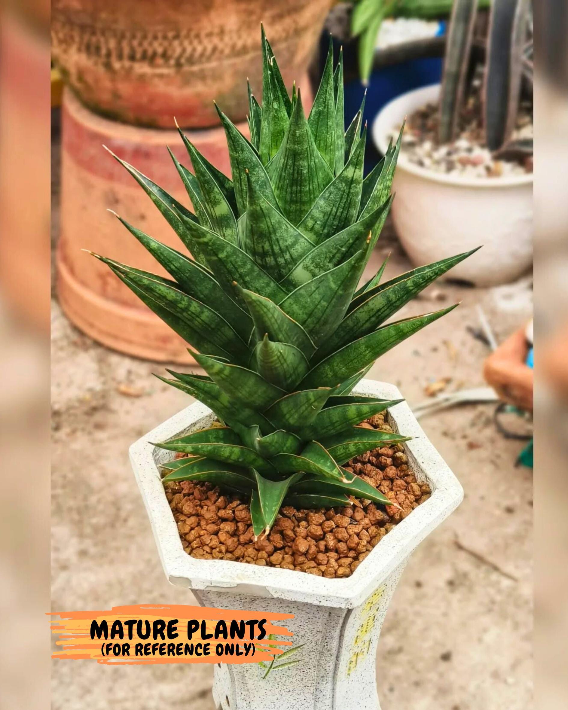 Sansevieria Boi Boi (ca3) (2) | Rare Import