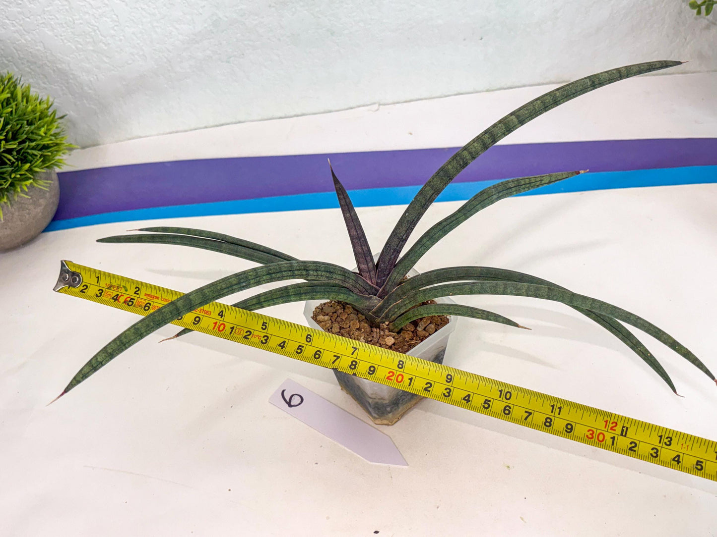 Sansevieria Terung Muda (ca3) (6) | Rare Import