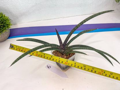 Sansevieria Terung Muda (ca3) (6) | Rare Import
