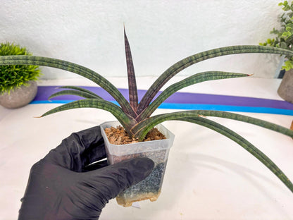 Sansevieria Terung Muda (ca3) (6) | Rare Import
