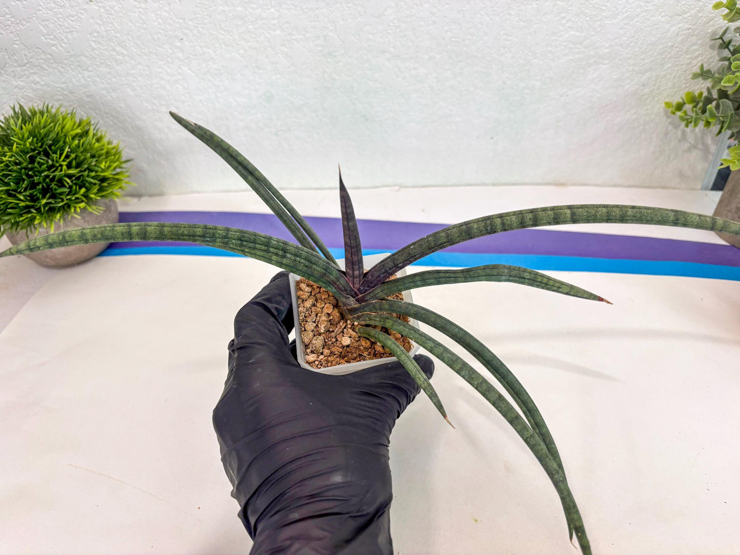 Sansevieria Terung Muda (ca3) (6) | Rare Import