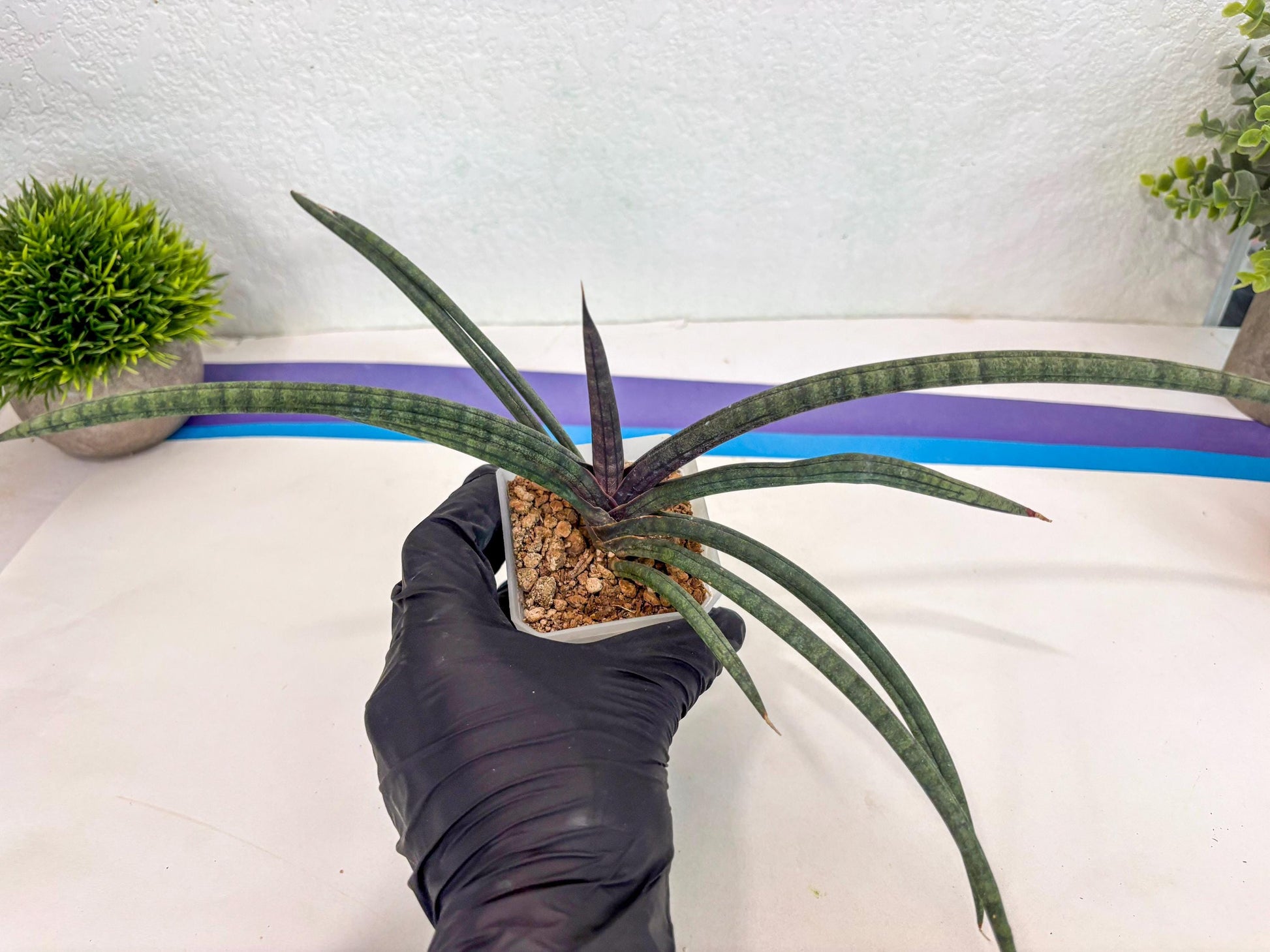 Sansevieria Terung Muda (ca3) (6) | Rare Import