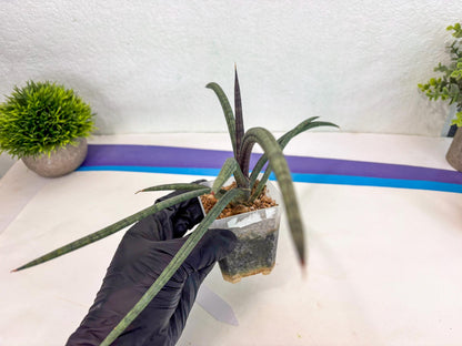 Sansevieria Terung Muda (ca3) (6) | Rare Import