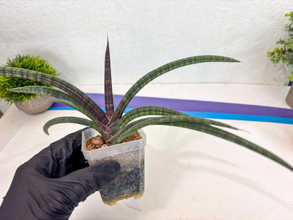 Sansevieria Terung Muda (ca3) (6) | Rare Import
