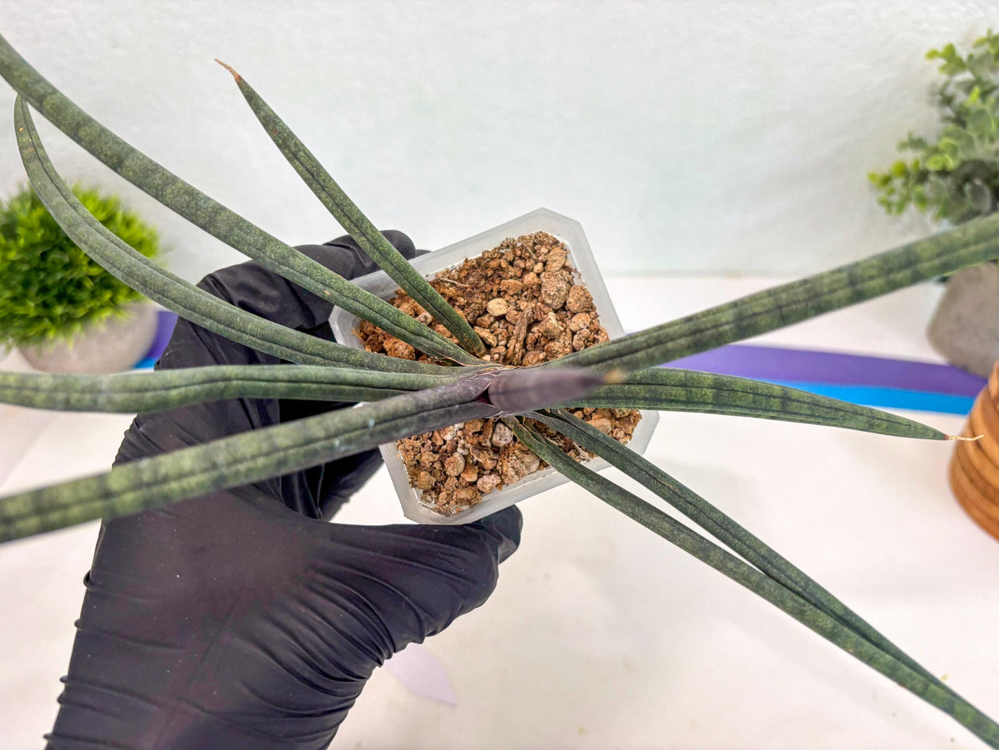 Sansevieria Terung Muda (ca3) (6) | Rare Import