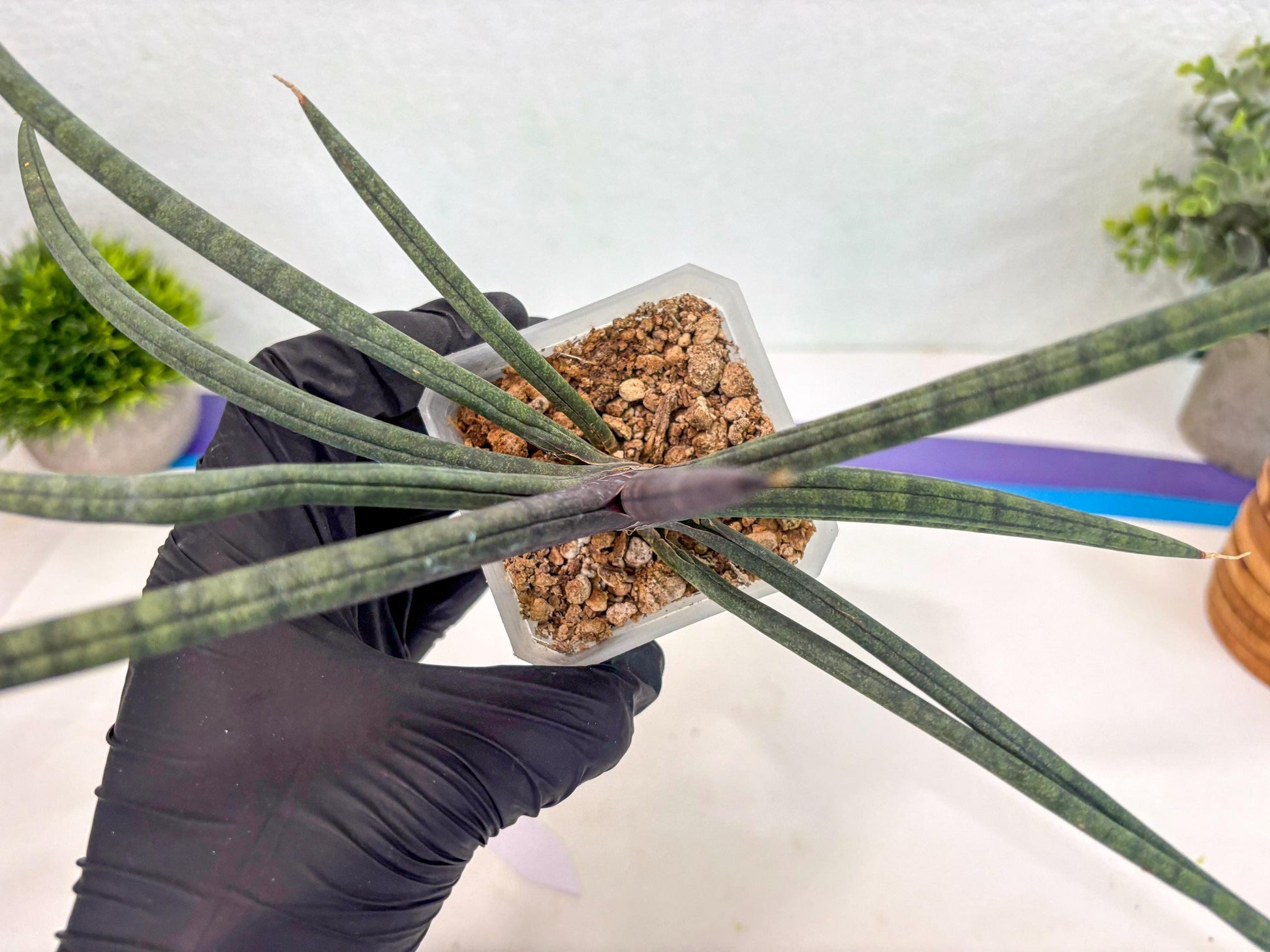 Sansevieria Terung Muda (ca3) (6) | Rare Import