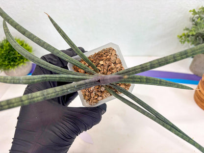 Sansevieria Terung Muda (ca3) (6) | Rare Import