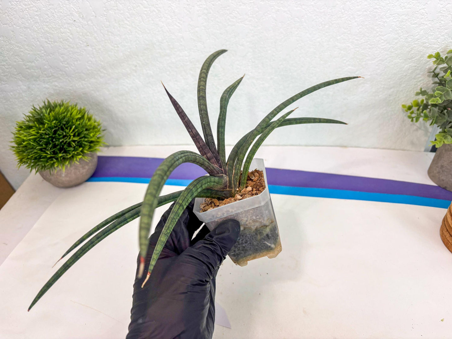 Sansevieria Terung Muda (ca3) (6) | Rare Import