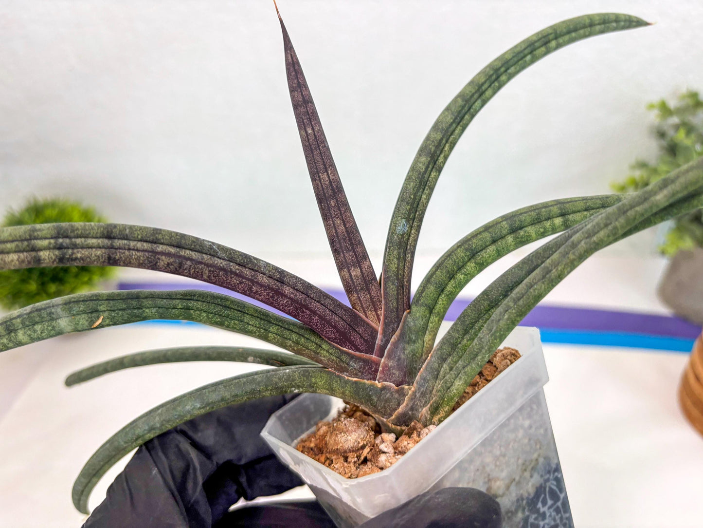 Sansevieria Terung Muda (ca3) (6) | Rare Import