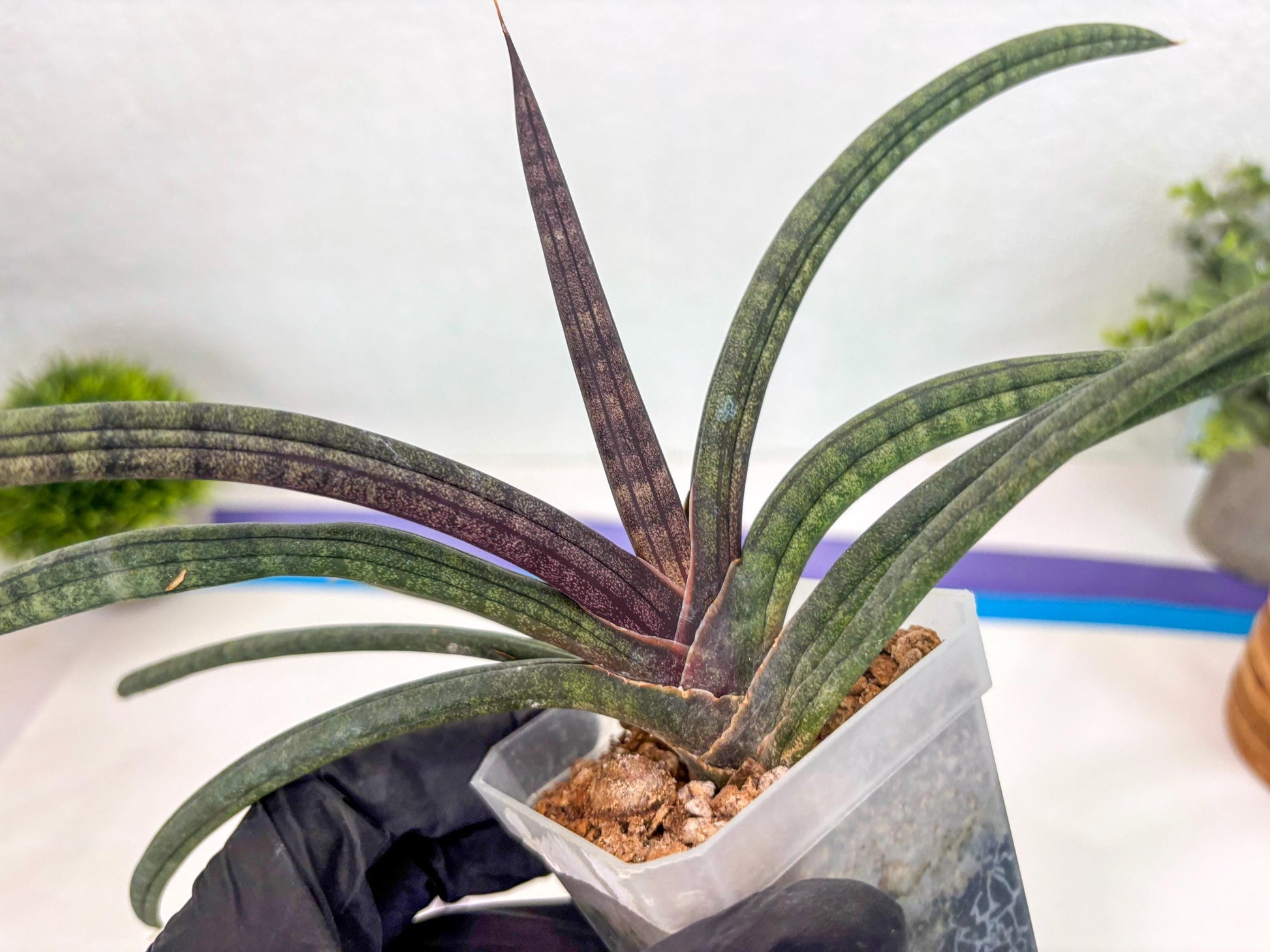 Sansevieria Terung Muda (ca3) (6) | Rare Import