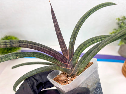Sansevieria Terung Muda (ca3) (6) | Rare Import