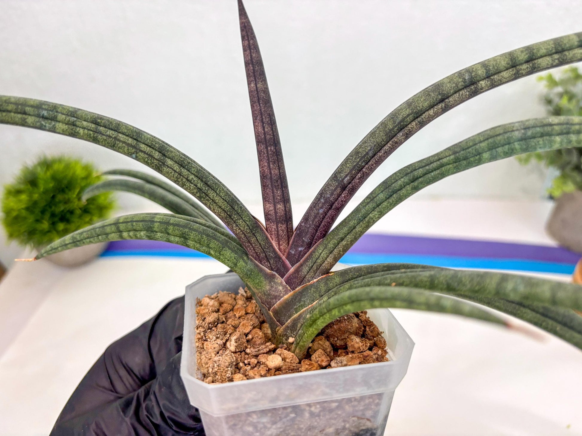 Sansevieria Terung Muda (ca3) (6) | Rare Import