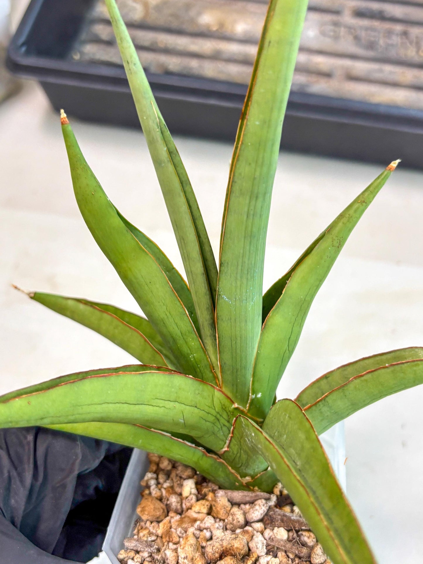 Sansevieria Bai Bid (ca3) (7) | Rare Snake Plant