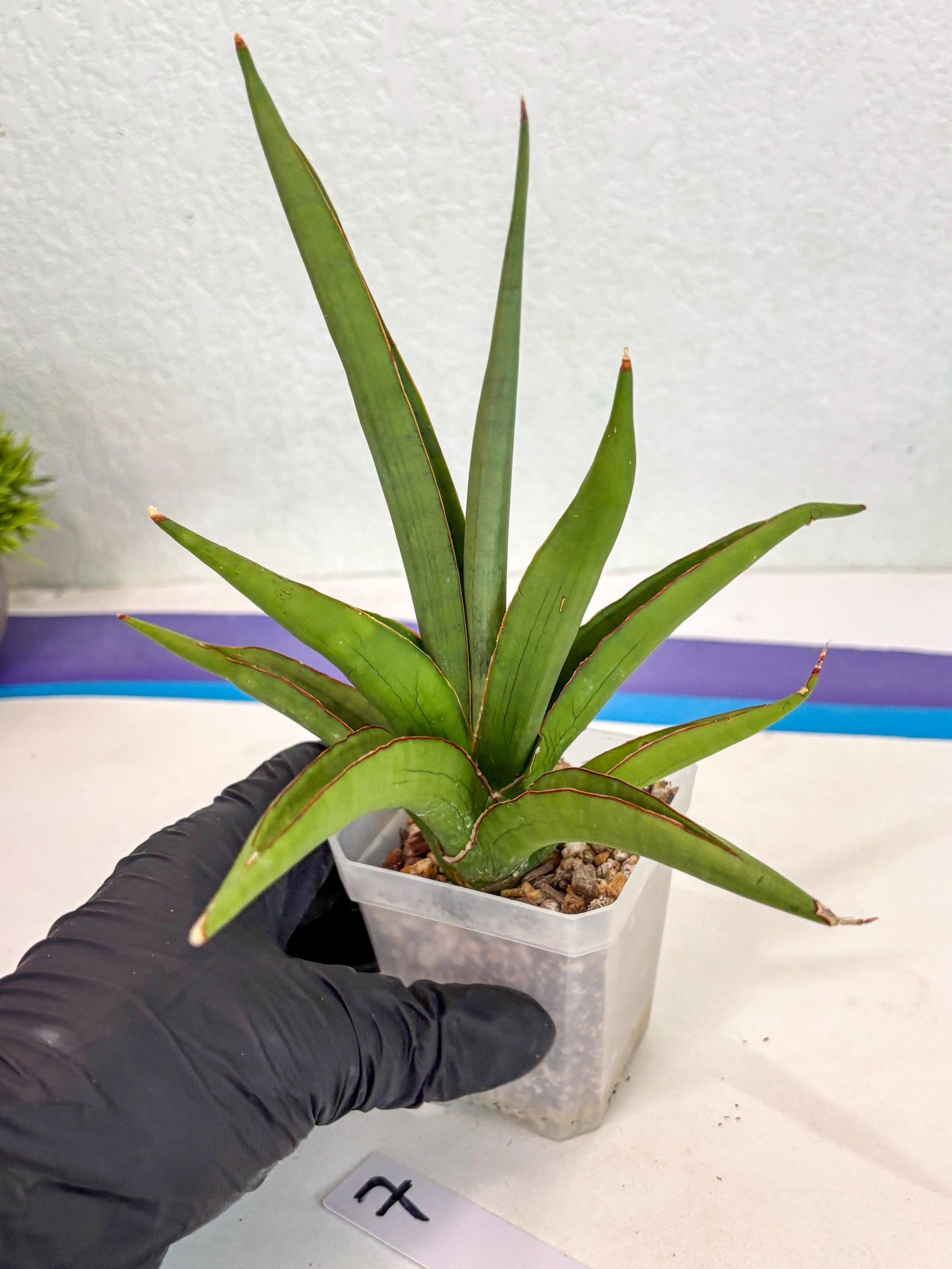 Sansevieria Bai Bid (ca3) (7) | Rare Snake Plant
