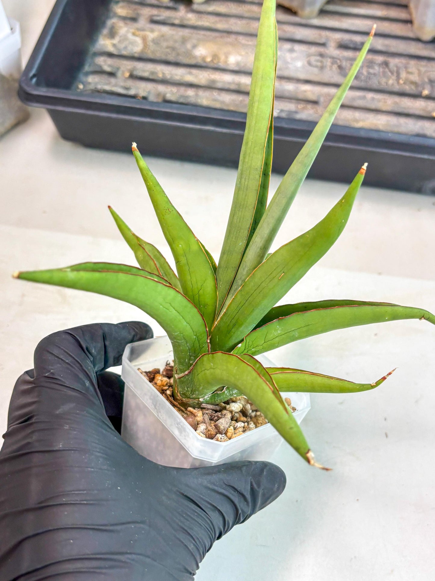 Sansevieria Bai Bid (ca3) (7) | Rare Snake Plant