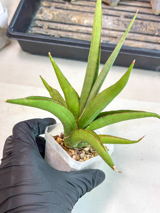 Sansevieria Bai Bid (ca3) (7) | Rare Snake Plant