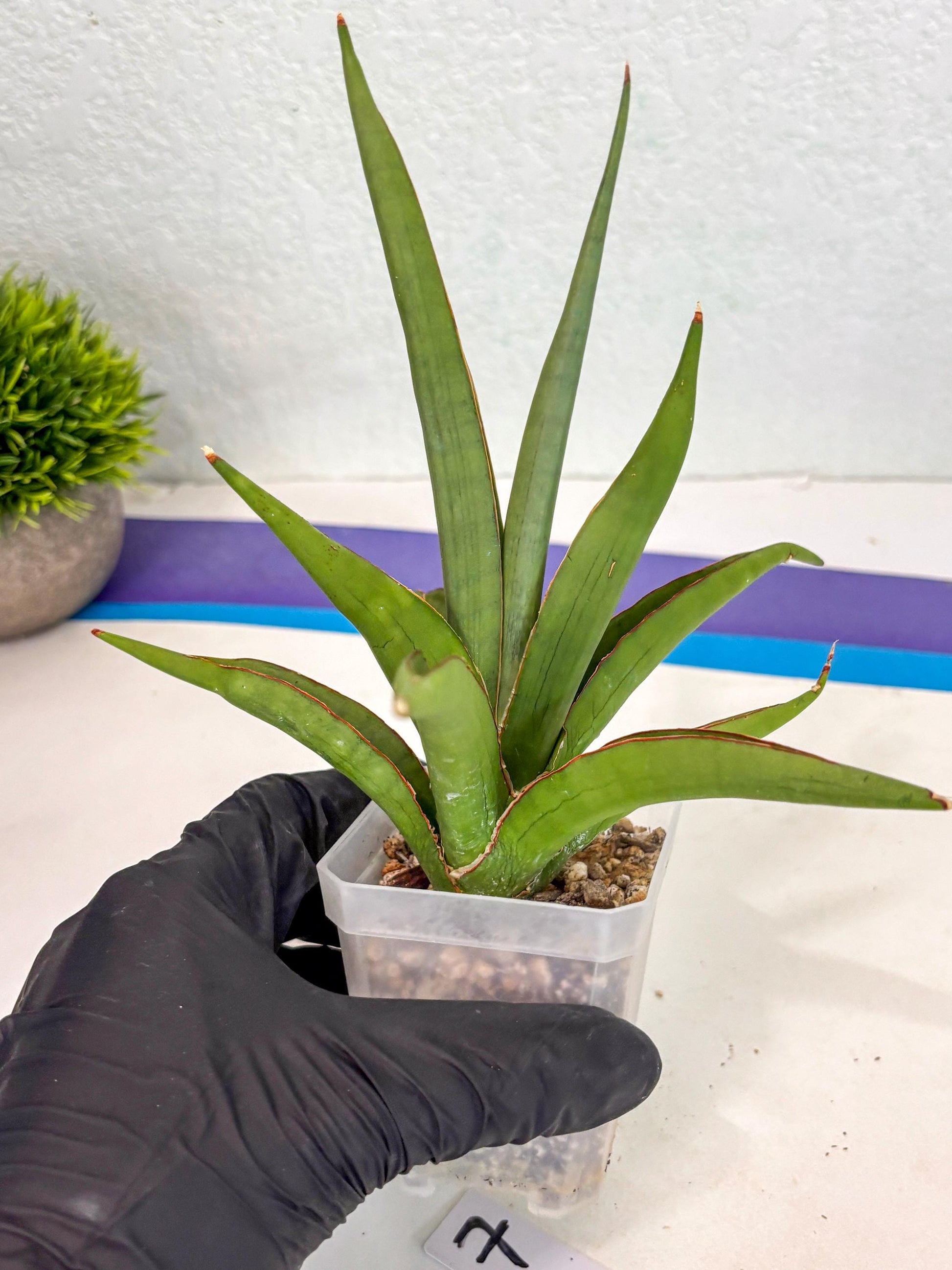 Sansevieria Bai Bid (ca3) (7) | Rare Snake Plant